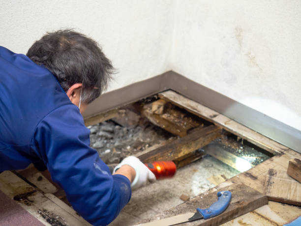 Best Mold Remediation  in Le Mars, IA