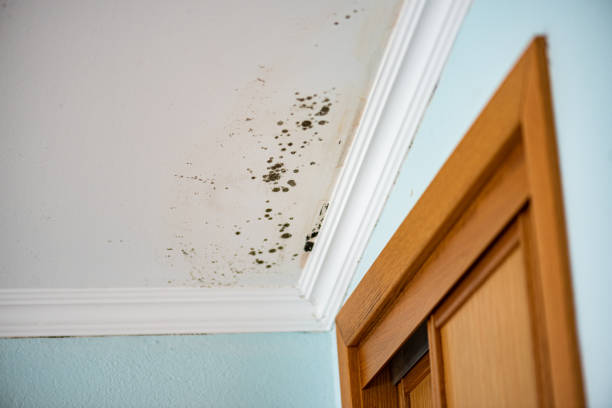 Best Local Mold Removal Service  in Le Mars, IA
