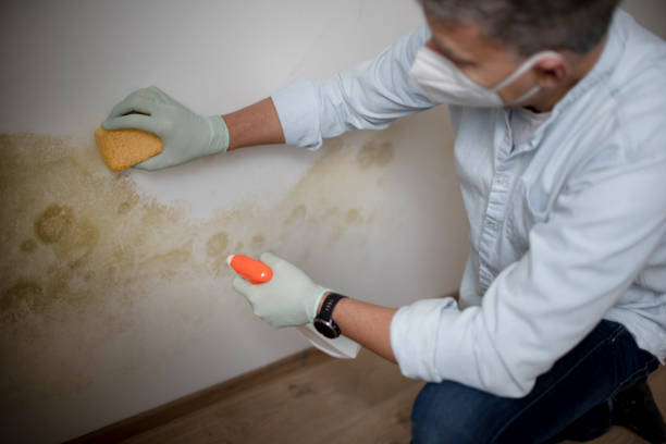 Best Mold Removal Process  in Le Mars, IA