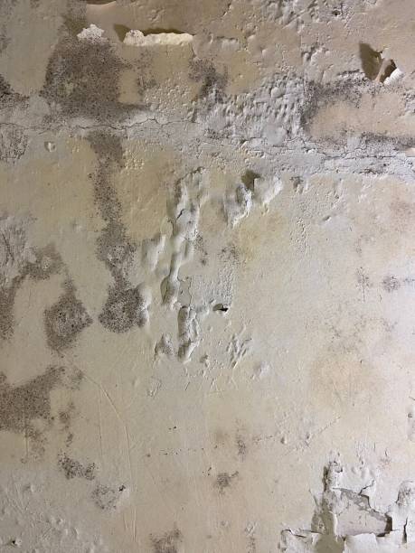 Mold Removal Process in Le Mars, IA