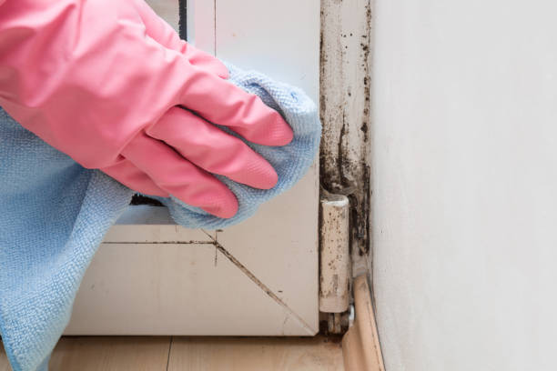 Best Mold Remediation Services  in Le Mars, IA